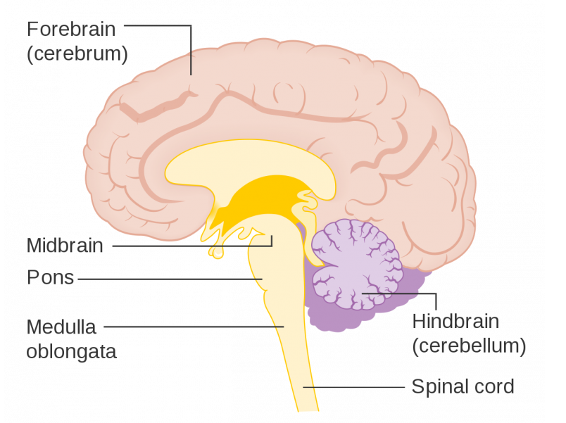 Brain diagram