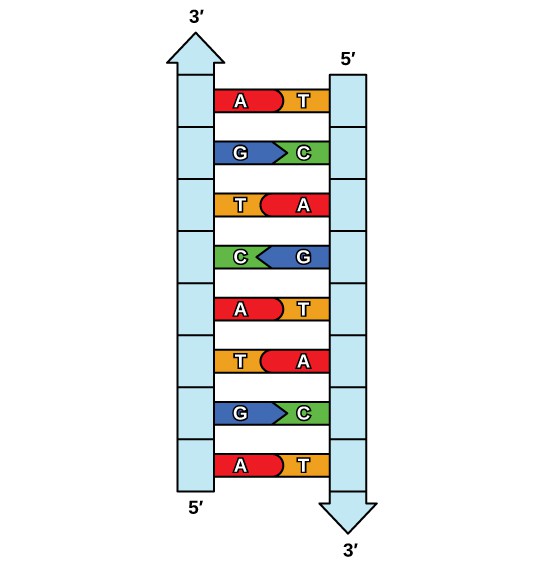 DNA structure with AT and CG base pairs