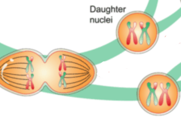 Meiosis stage 4: First division