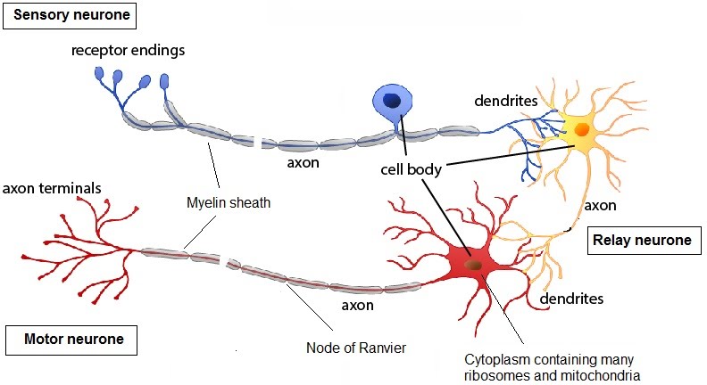 Neurons