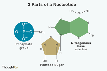 Nucleotide structure