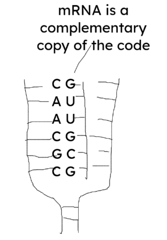 Transcription process